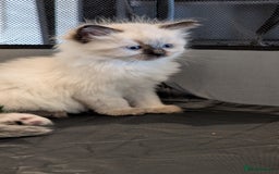 Ragdoll cats for sale: Purebred Ragdoll Kittens - Image 8