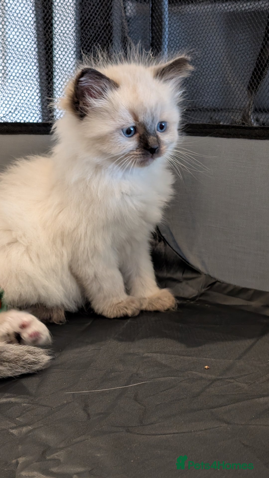 Ragdoll cats for sale: Purebred Ragdoll Kittens - Image 8