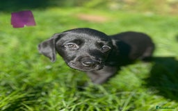 Labrador Retriever dogs for sale: 3 Beautiful female Labradors ready to leave❤️ - Image 2
