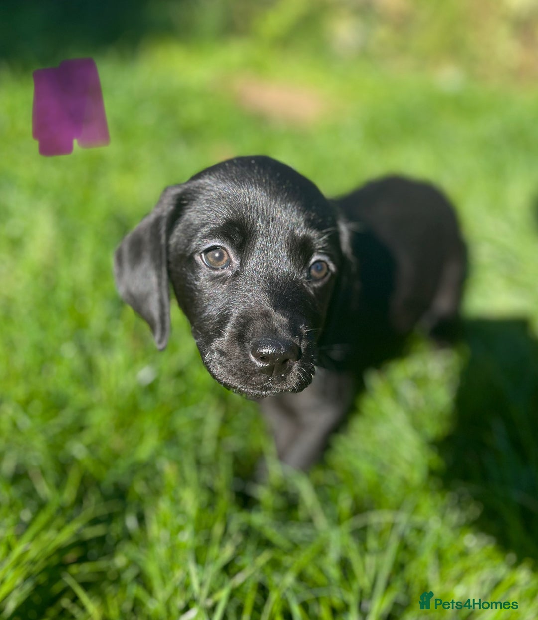 Labrador Retriever dogs for sale: 3 Beautiful female Labradors ready to leave❤️ - Image 2