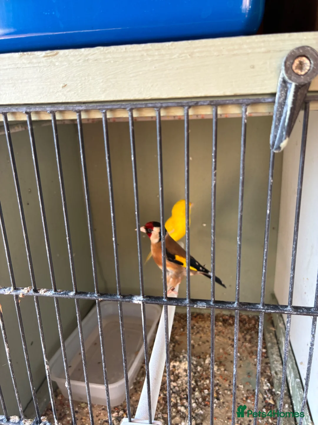 Finches birds for sale: Muling pair  - Advert 1