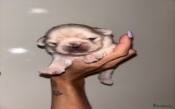 Pug dogs for sale: Beautiful kc registered Pug puppies - Image 12