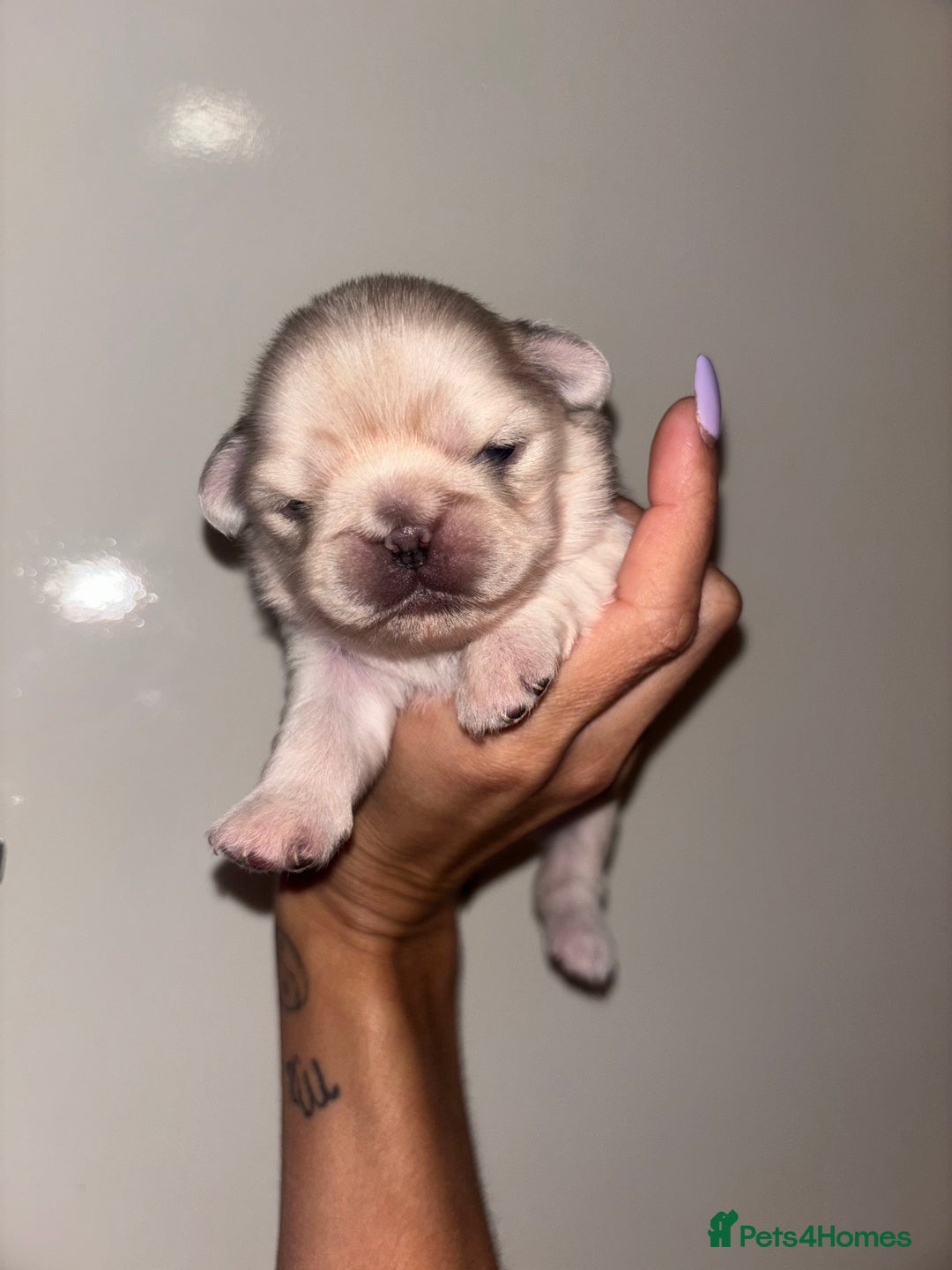 Pug dogs for sale: Beautiful kc registered Pug puppies - Image 12