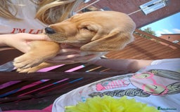 Labrador Retriever dogs for sale: 3 Puppies Available 🐶🐶🐶  - Image 7