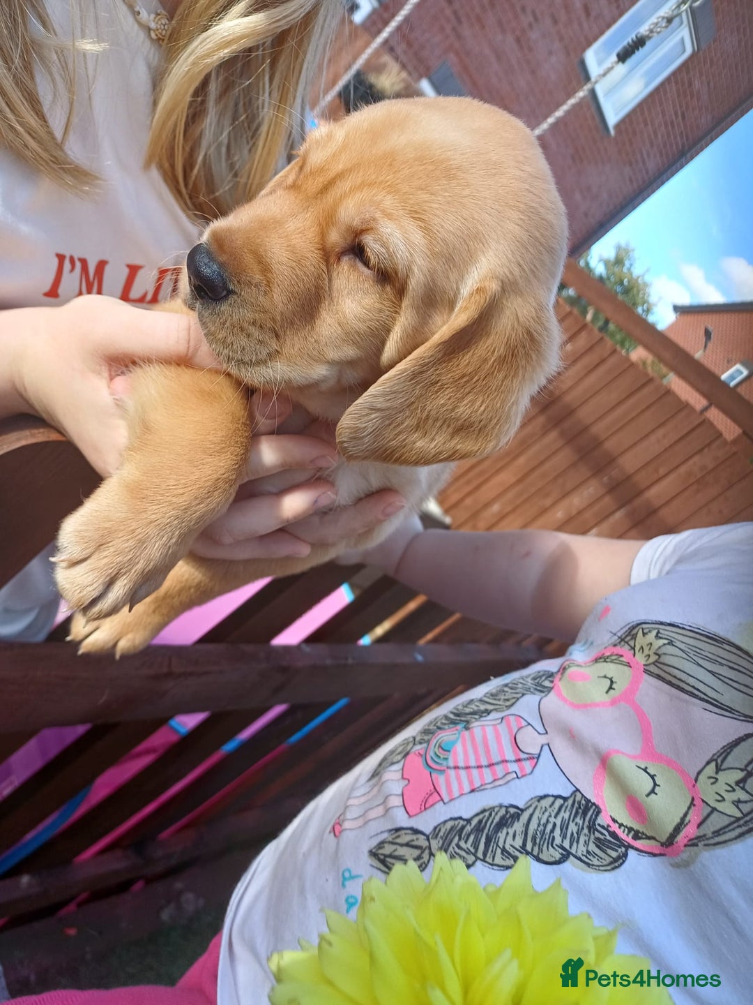 Labrador Retriever dogs for sale: 3 Puppies Available 🐶🐶🐶  - Image 7