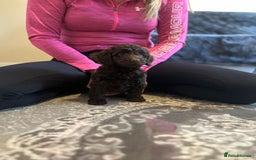 Cockapoo dogs for sale: Stunning F2 cockapoo puppies available 😍  - Image 10