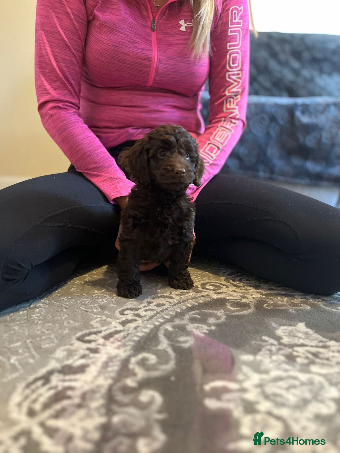 Cockapoo dogs for sale: Stunning F2 cockapoo puppies available 😍  - Image 10