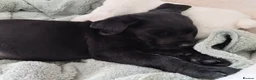 Labrador Retriever dogs for sale: Health Checked Purebred Labrador Puppies - Advert 1