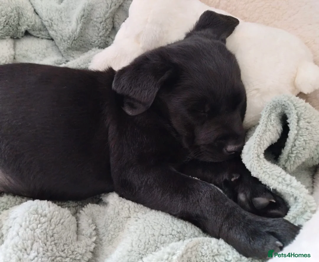 Labrador Retriever dogs for sale: Health Checked Purebred Labrador Puppies - Advert 1