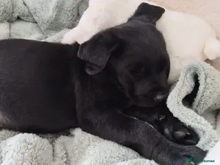 Labrador Retriever dogs Health Checked Purebred Labrador Puppies - Advert 8