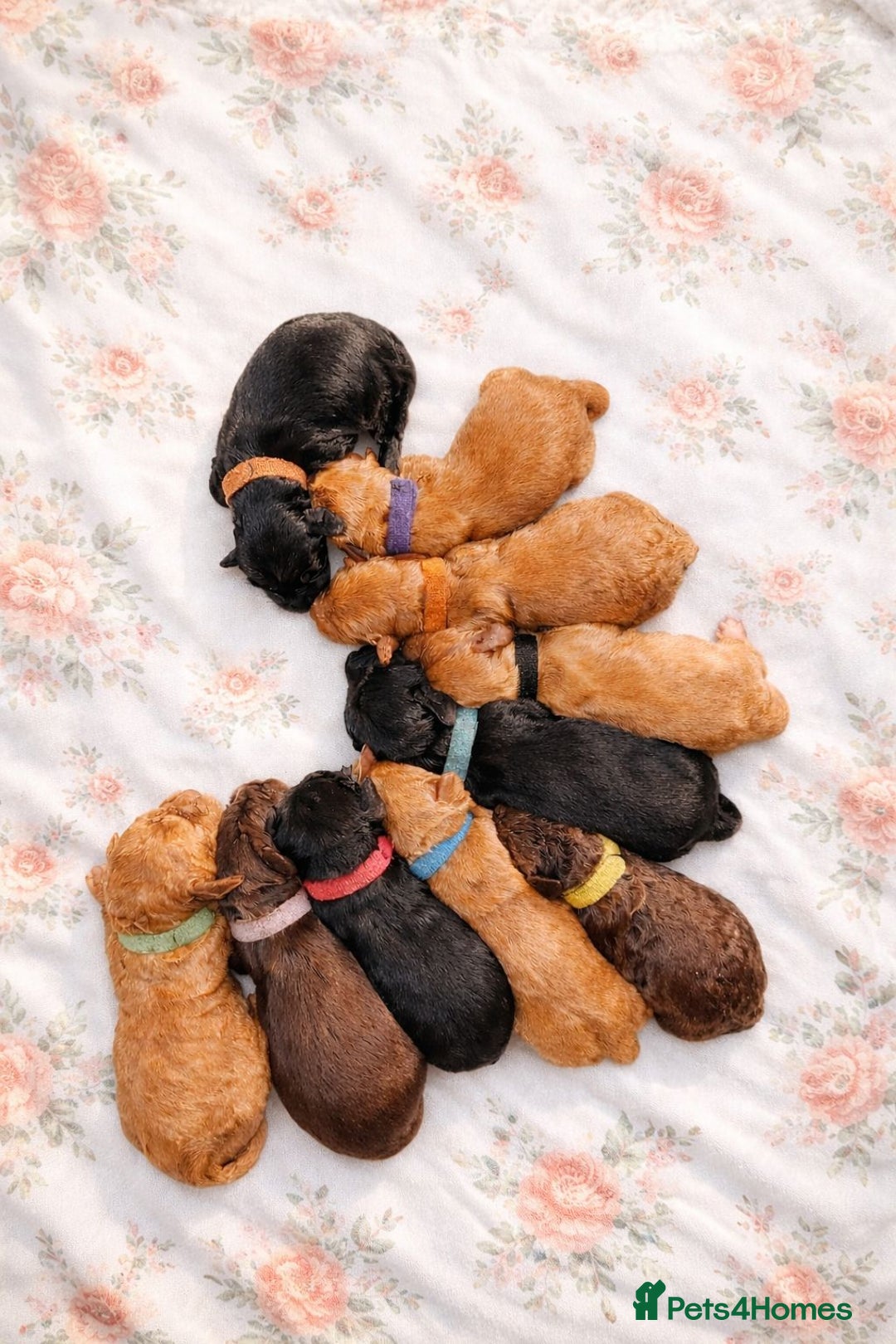 Cockapoo dogs for sale: Stunning F2 Cockerpoo Puppies  - Advert 5