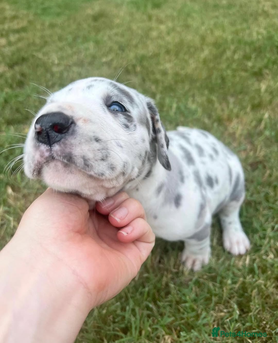 Great Dane dogs for sale: Beautiful Great Dane puppies for sale  - Image 4