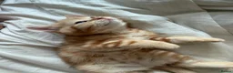 Scottish Fold cats for sale: Miss Scottish straight Ginger (Garfield ) - Advert 3
