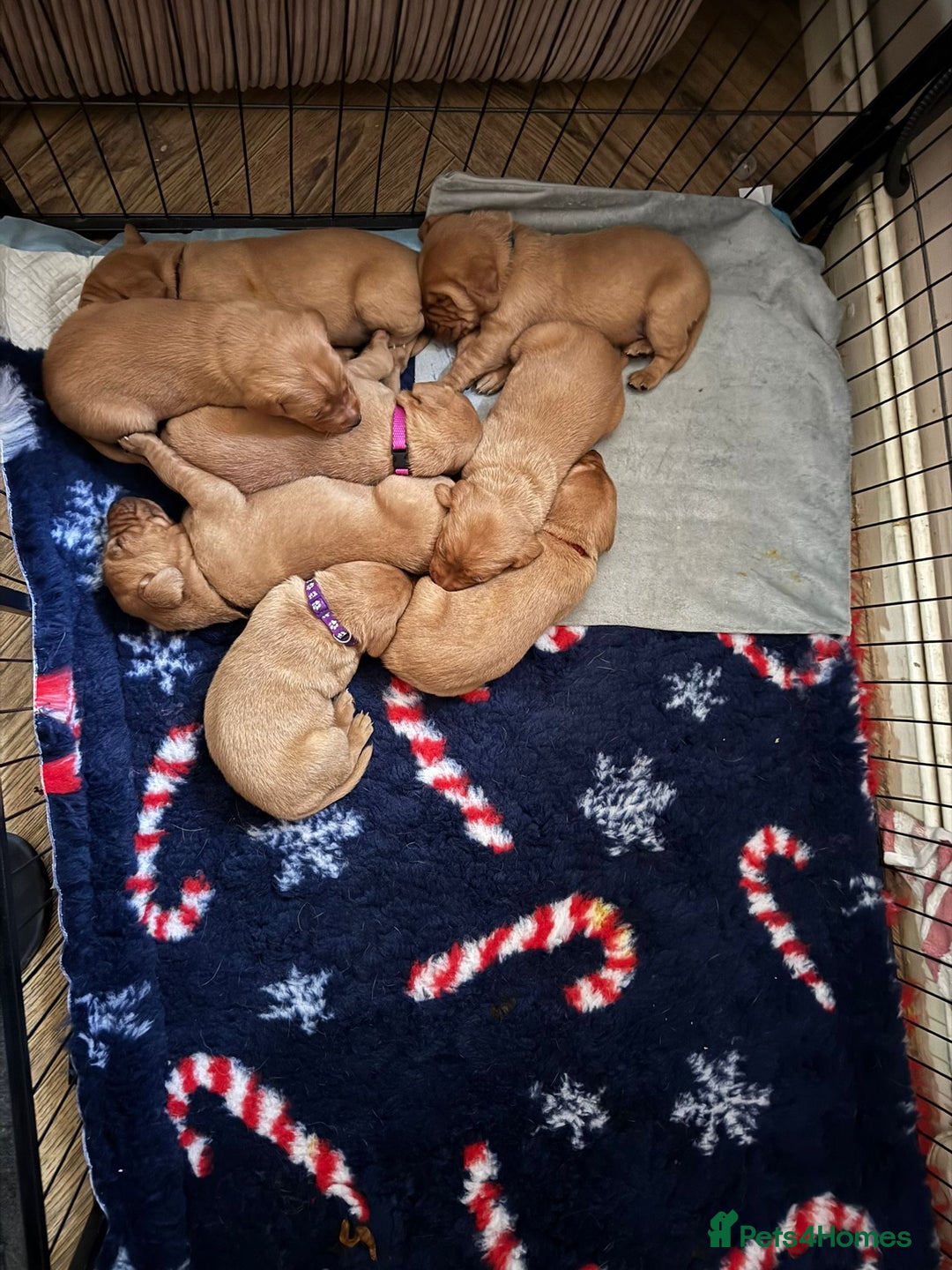 Labrador Retriever dogs for sale: Stunning 5* KC registered Fox Red Labradors - Advert 3