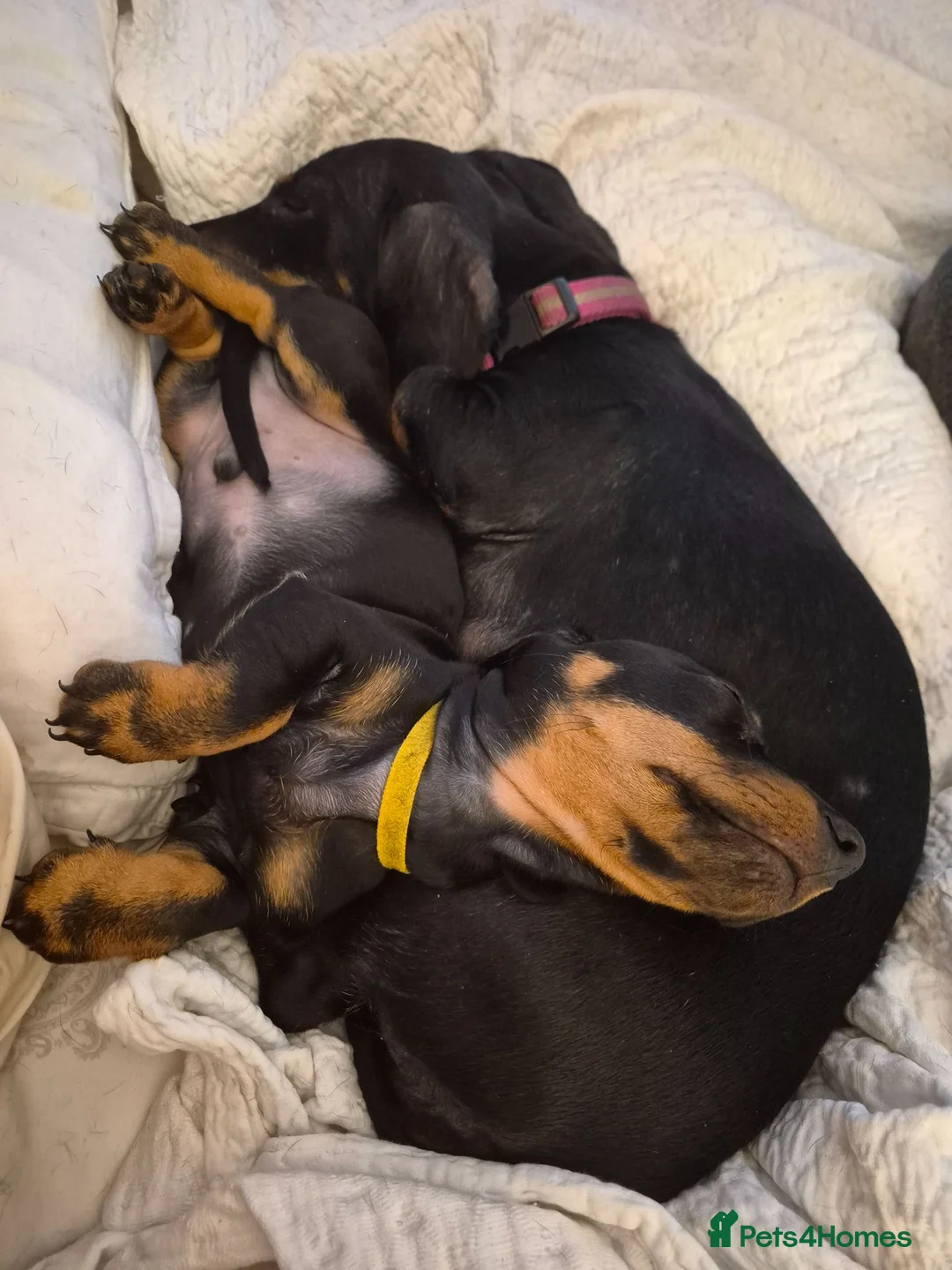 Miniature Dachshund dogs for sale: Miniature Dachshund male puppy Ready to leave now - Advert 6