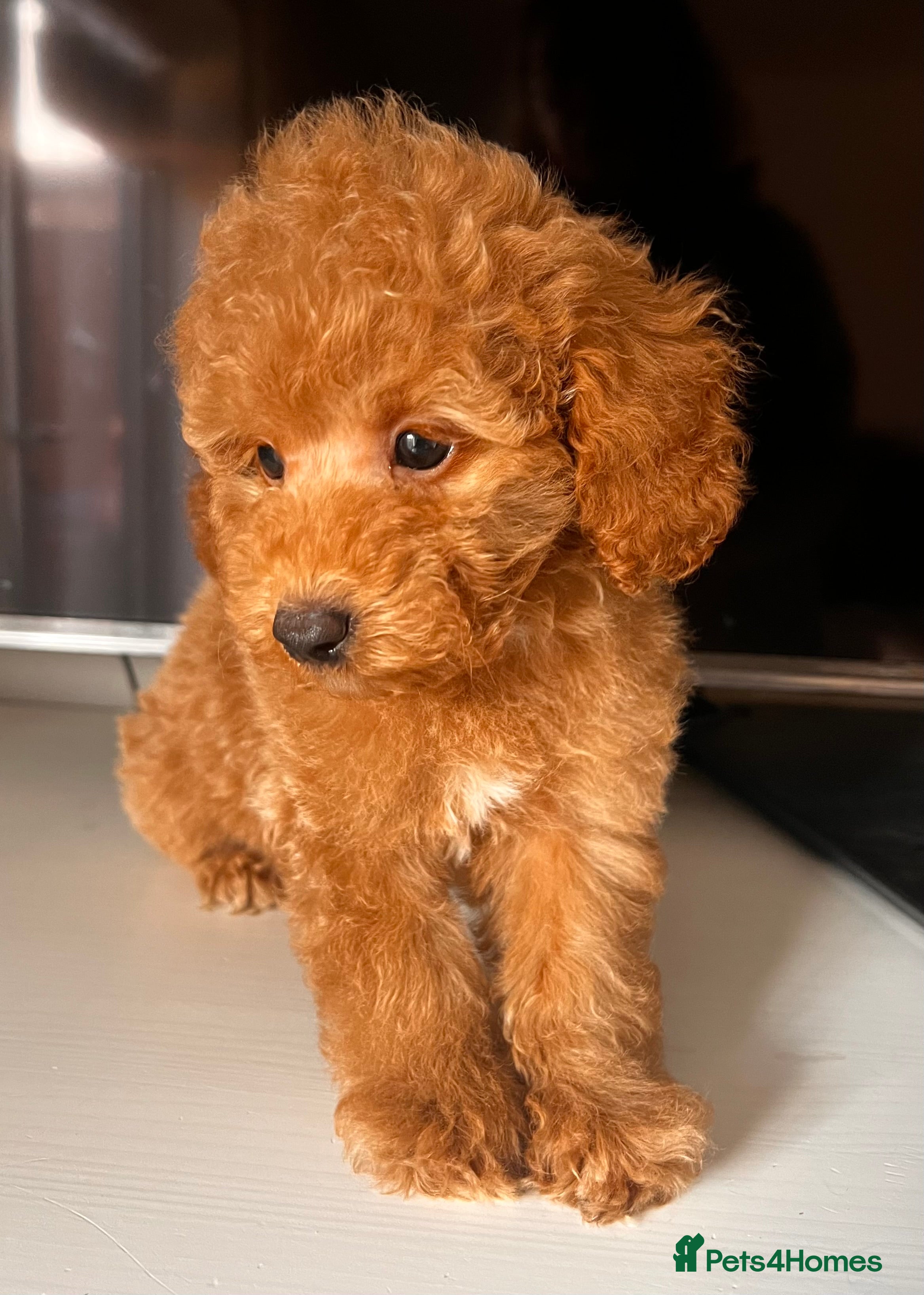 Toy Poodle dogs 🐾 Gorgeous Poodle ready for a new home 🐾 - Advert 6