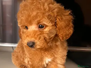 Toy Poodle dogs 🐾 Gorgeous Poodle ready for a new home 🐾 - Advert 6