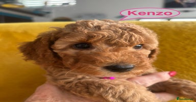 Sproodle dogs - Advert 4