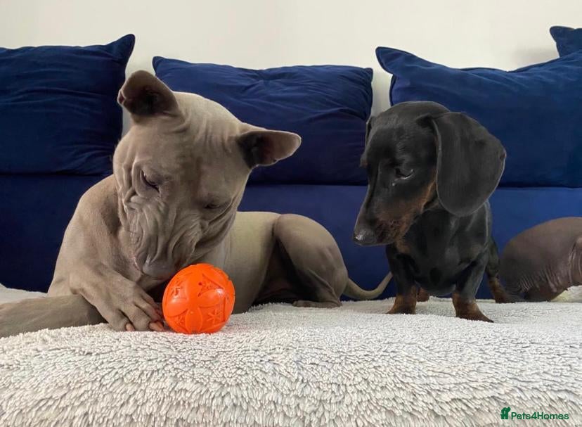 Dachshund dogs for sale: Miniature dachshunds  - Advert 18