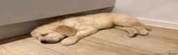 Golden Retriever dogs for sale: Stunning Golden retriever puppy’s - Advert 5