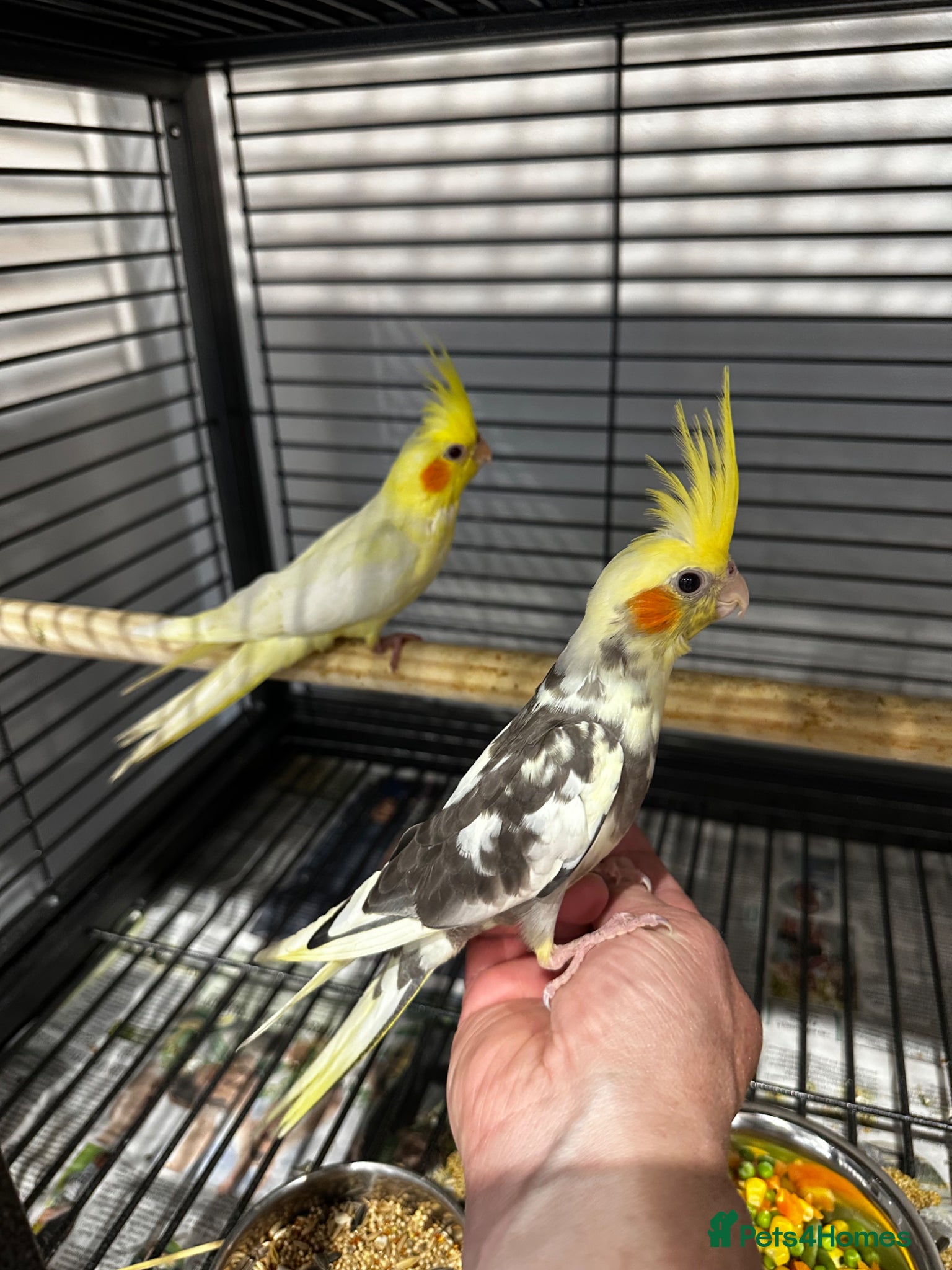 Cockatiels birds Hand reared cockatiels  - Advert 2