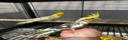 Cockatiels birds for sale: Hand reared cockatiels  - Advert 2