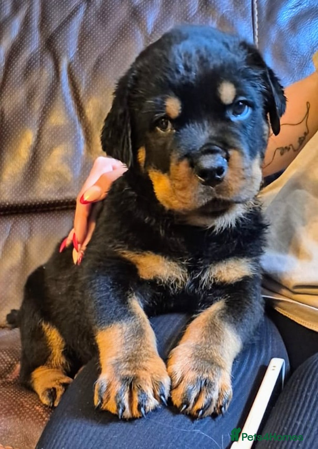 Rottweiler dogs for sale: Rottweiler Puppies in Great Yarmouth - Image 25