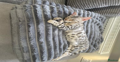 Bengal cats - Advert 13