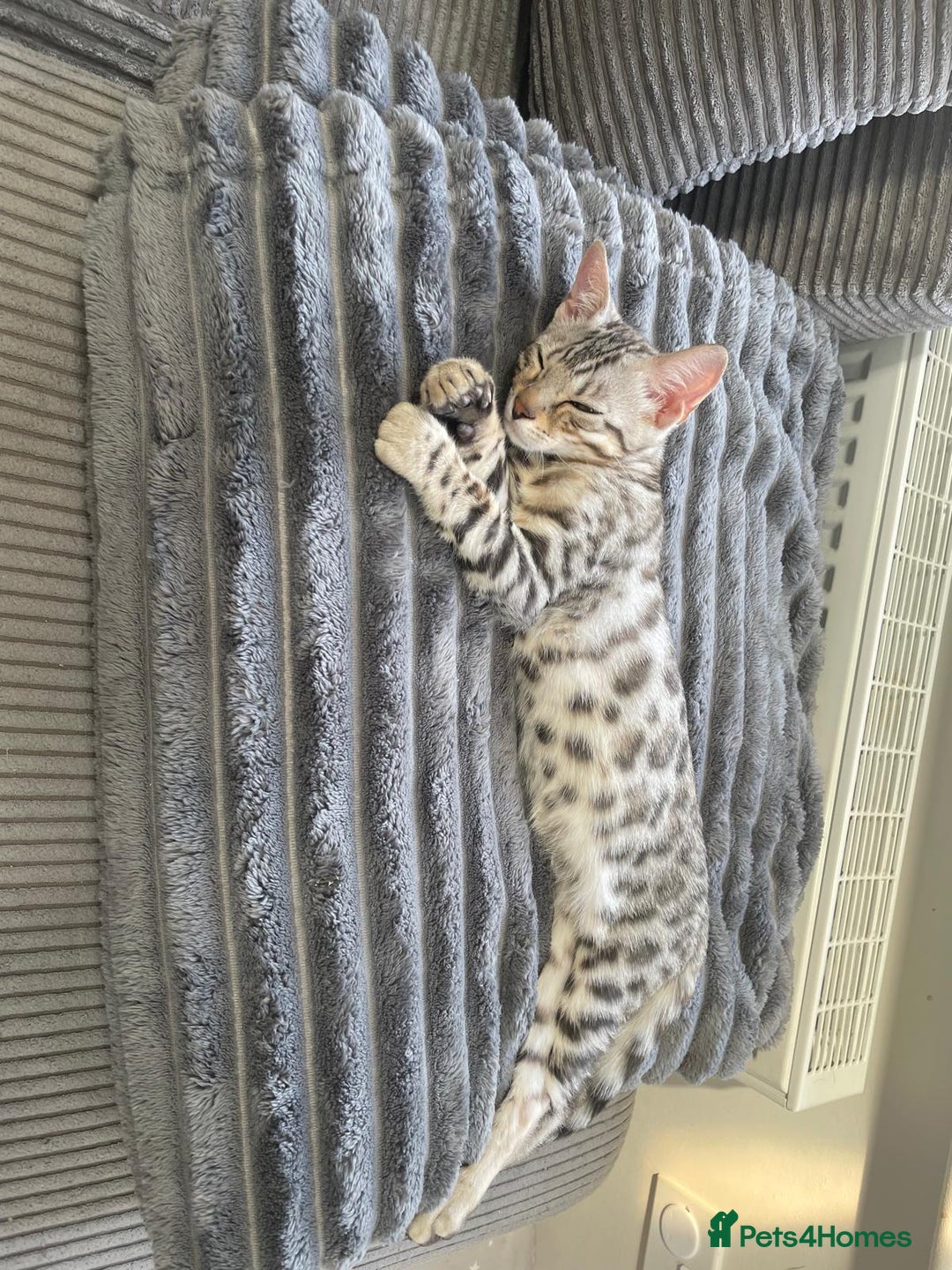 Bengal cats for sale: Mr White — The Last Bengal Standing! - Image 3