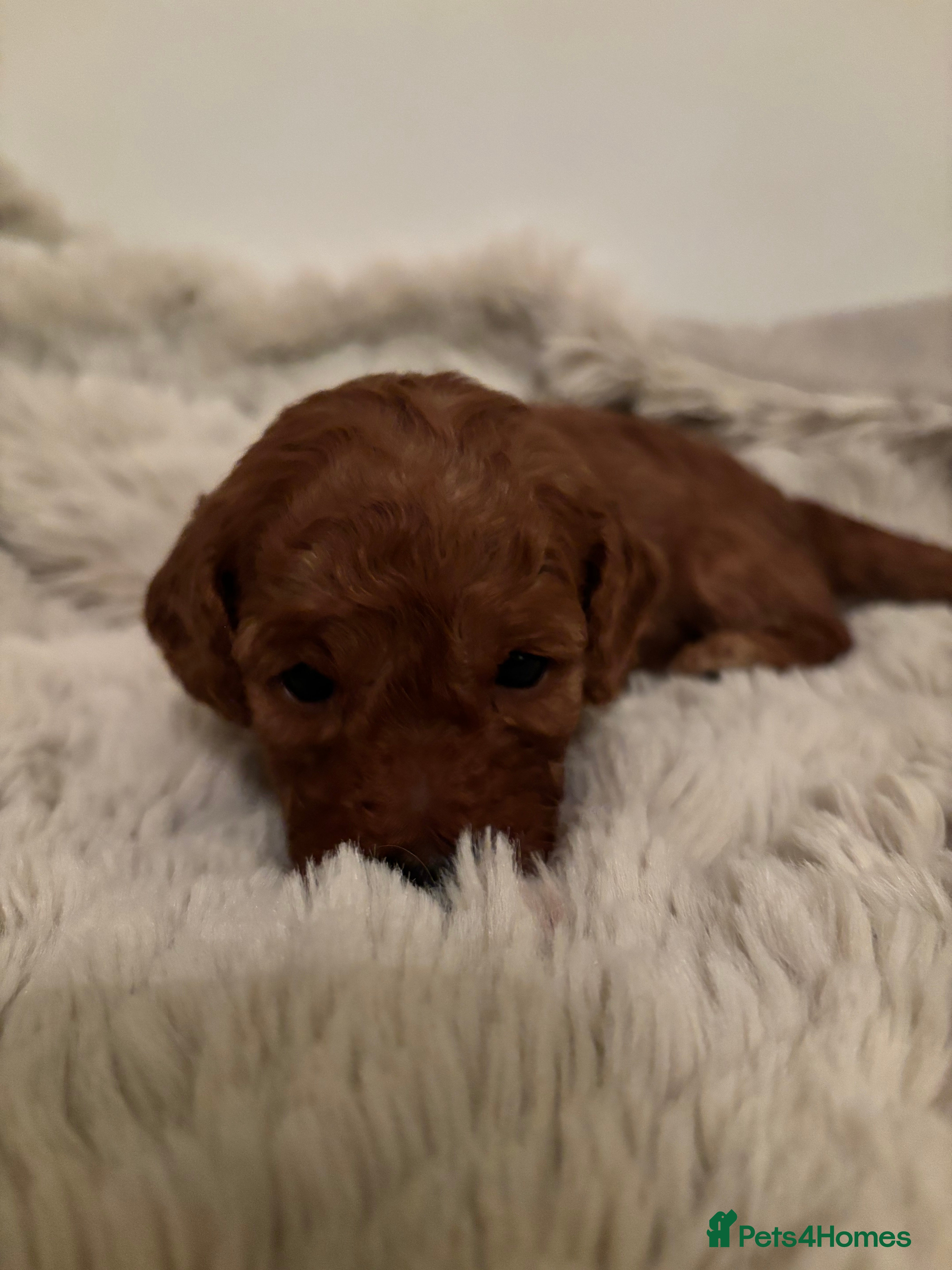 Cavapoo dogs Extensively health tested F1b Red Cavapoo’s - Advert 10