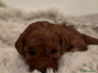 Cavapoo dogs Extensively health tested F1b Red Cavapoo’s - Advert 10