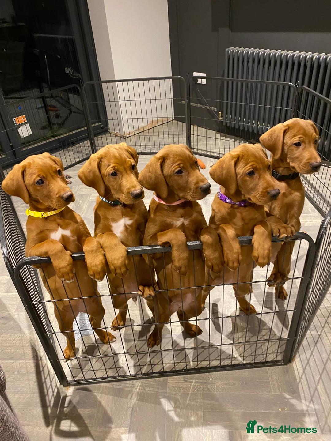 Labrador Retriever dogs for sale: Outstanding quality Darkest Fox Red Labrador pups - Advert 2