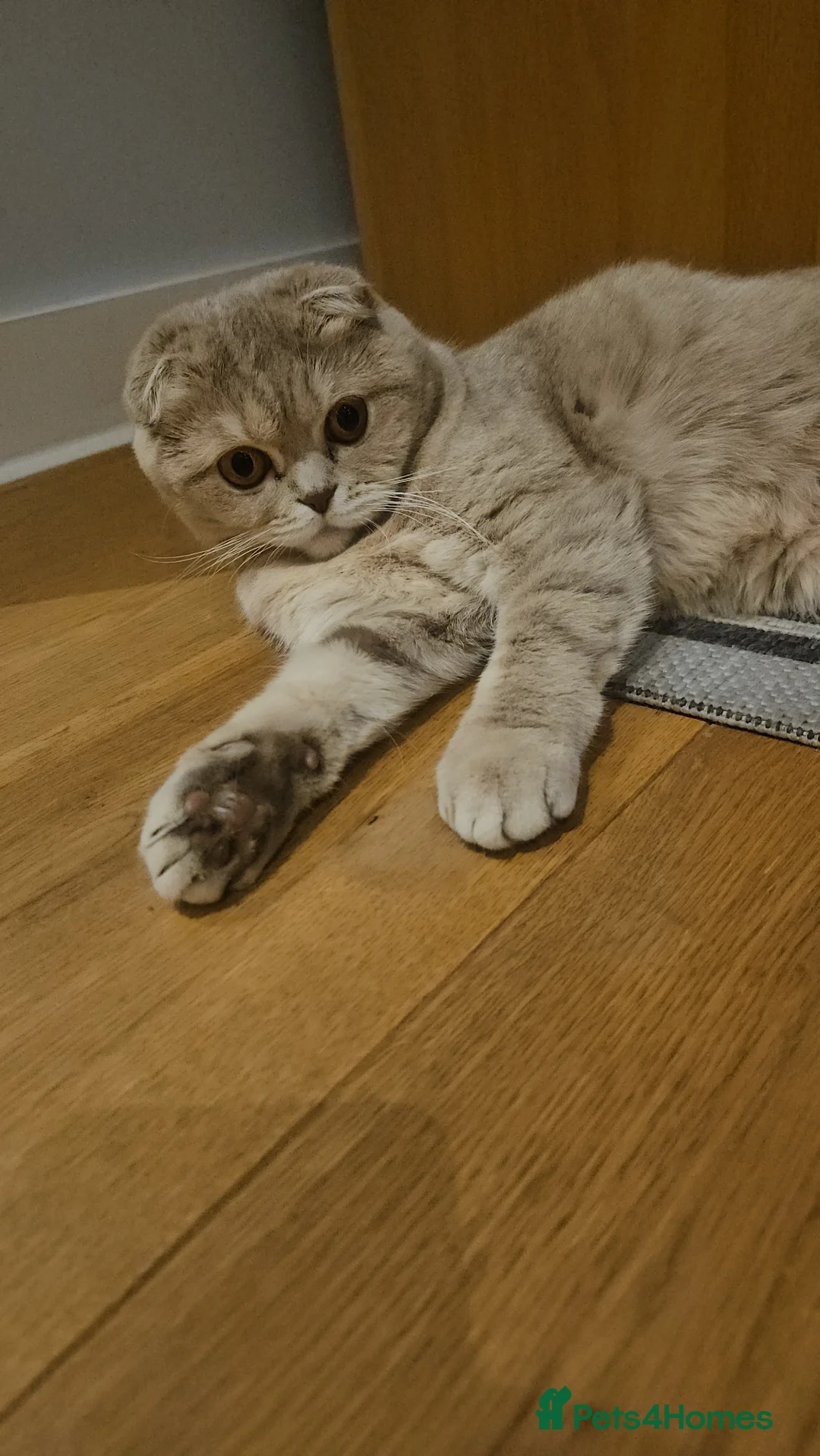 Scottish Fold cats for sale: Kittens for Sale – Healthy and Adorable! 🐱 - Advert 1