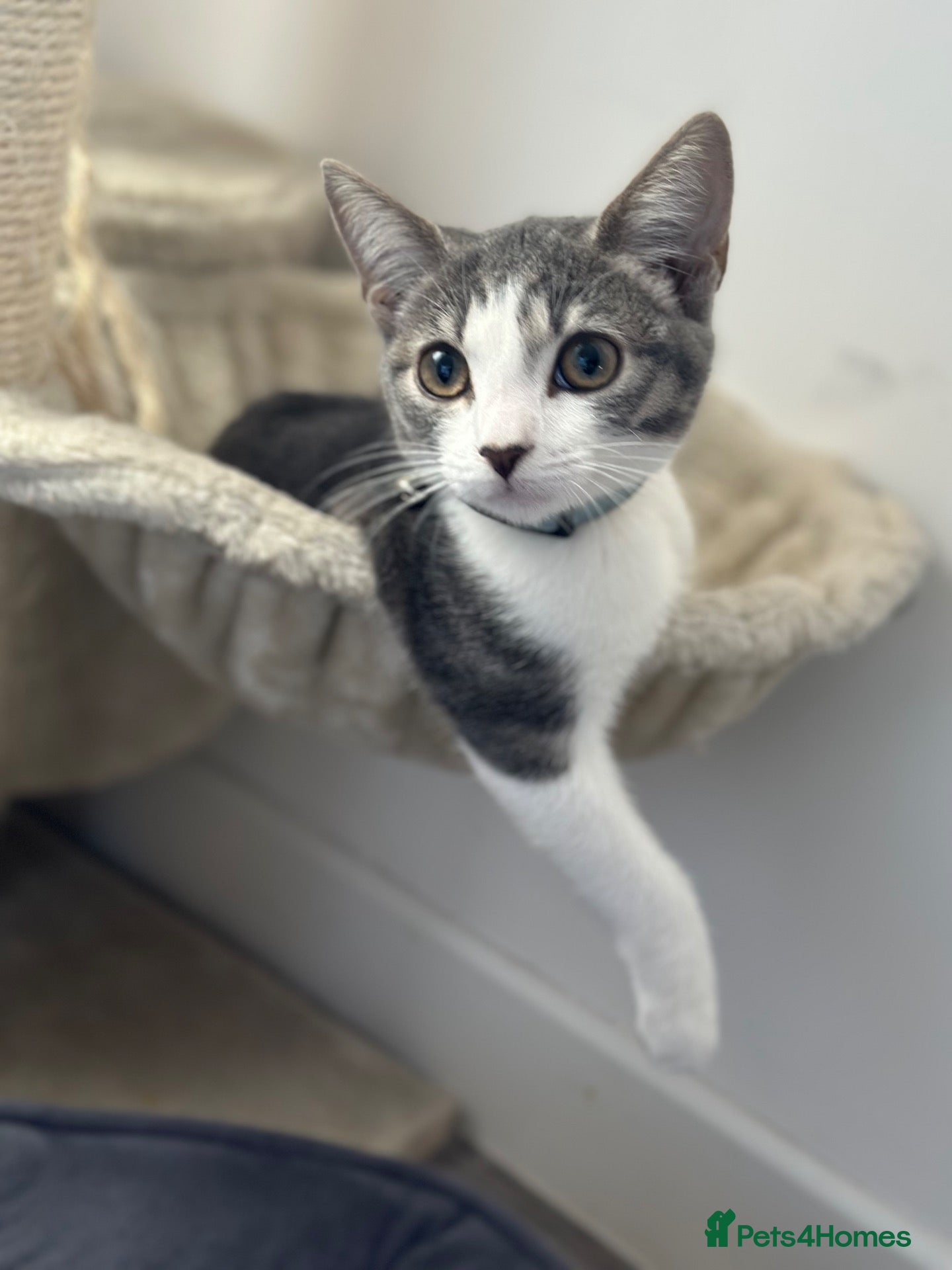Mixed Breed cats Little white and grey female kitty  - Advert 4