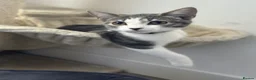 Mixed Breed cats for sale: Little white and grey female kitty  - Advert 1
