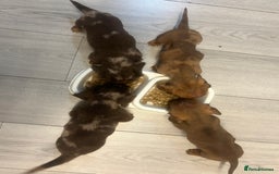 Miniature Dachshund dogs for sale: Gorgeous Miniature Dachshunds - Image 20