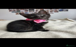 Bengal cats for sale: Pedigree bengal kittens available from 18/11/2025 - Advert 16