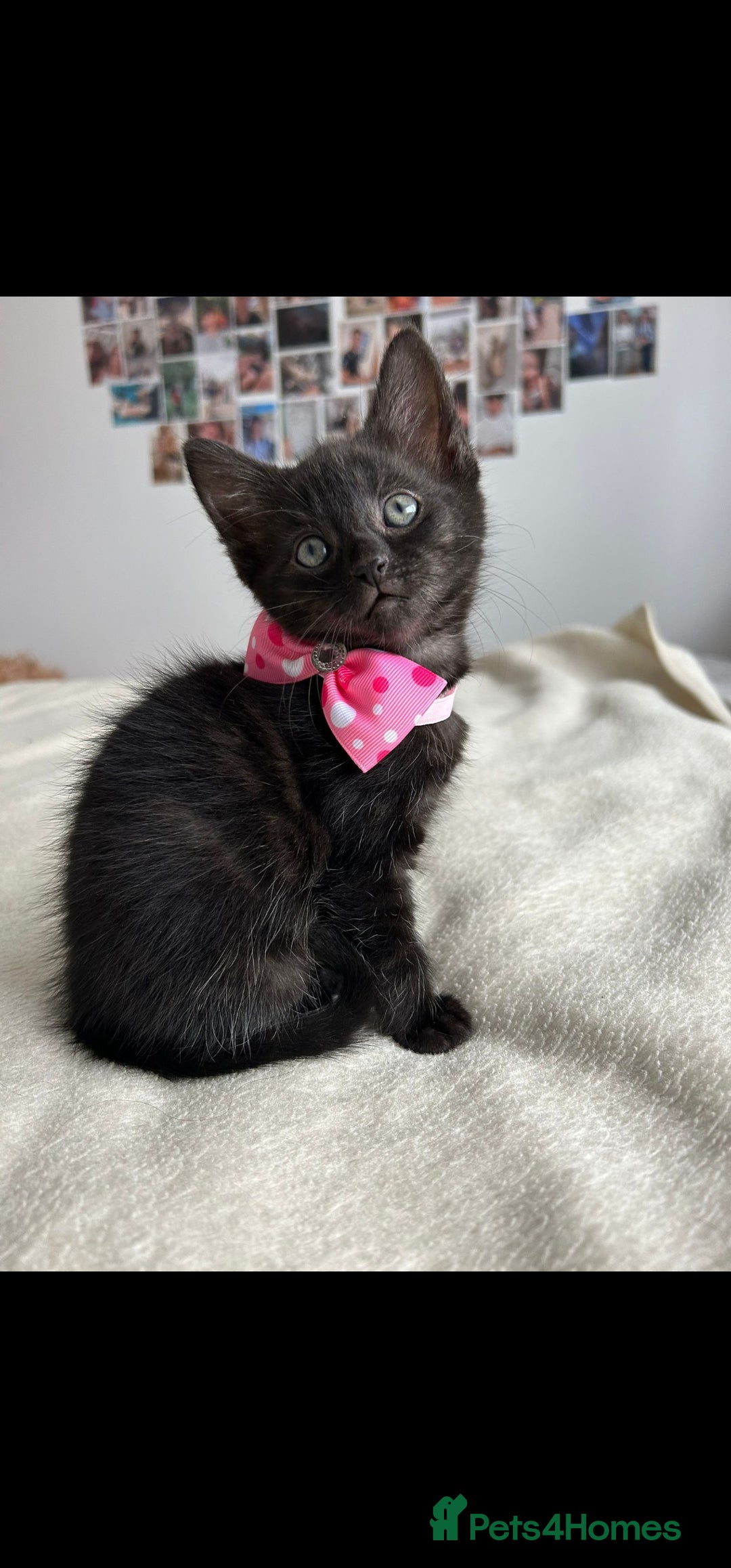 Bengal cats for sale: Pedigree bengal kittens available from 18/11/2025 - Advert 16