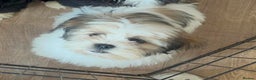 Lhasa Apso dogs for stud: Tans and white KC boy Kenzo  in Doncaster - Advert 4