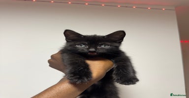Mixed Breed cats - Advert 6
