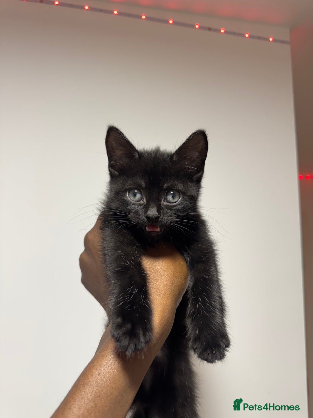 Mixed Breed cats for sale: gorgeous brother kittens 🐾 - Image 2