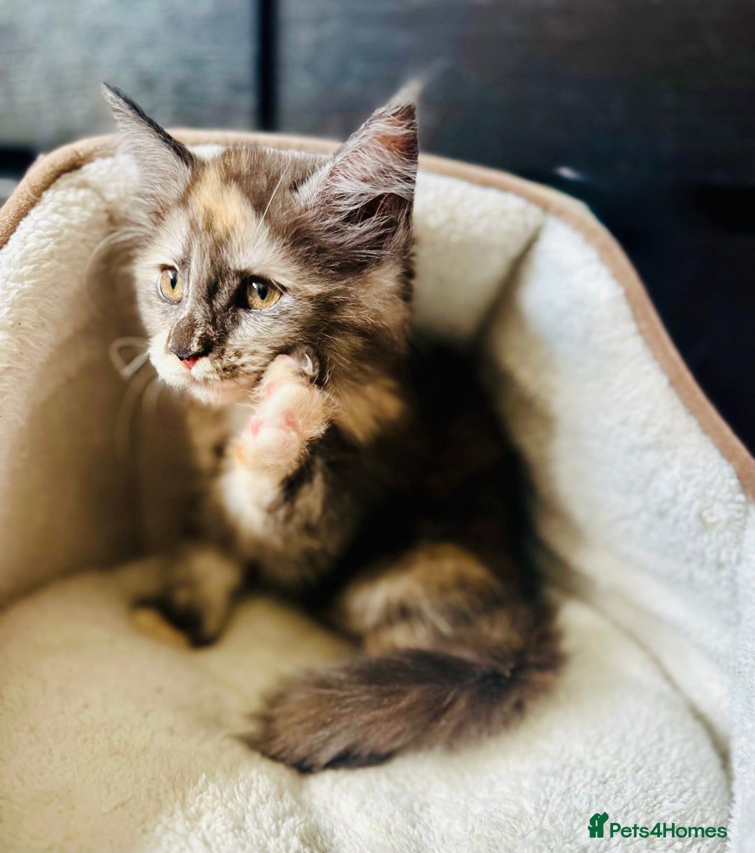 Maine Coon cats for sale: Mainecoon kittens  - Image 11