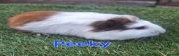 Guinea Pig rodents for sale: Guinea pigs looking for forever homes  - Advert 10