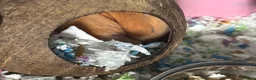 Hamster rodents for sale: Male Syrian Hamster in North Shields - Advert 4