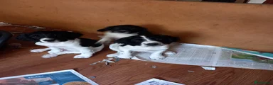 English Springer Spaniel 7