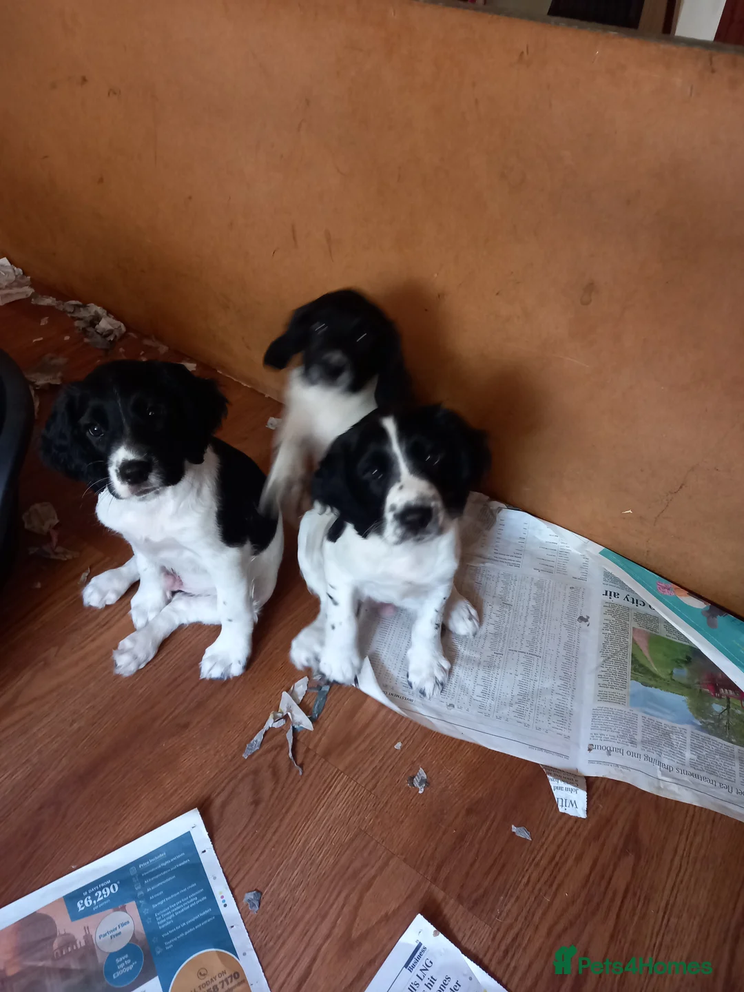 English Springer Spaniel dogs for sale: READY TO GO NOW £-850 SPRINGER SPANIEL  in Taunton - Advert 2