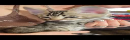 Bengal cats for sale: Beautiful Bengal cross kittens  - Advert 19