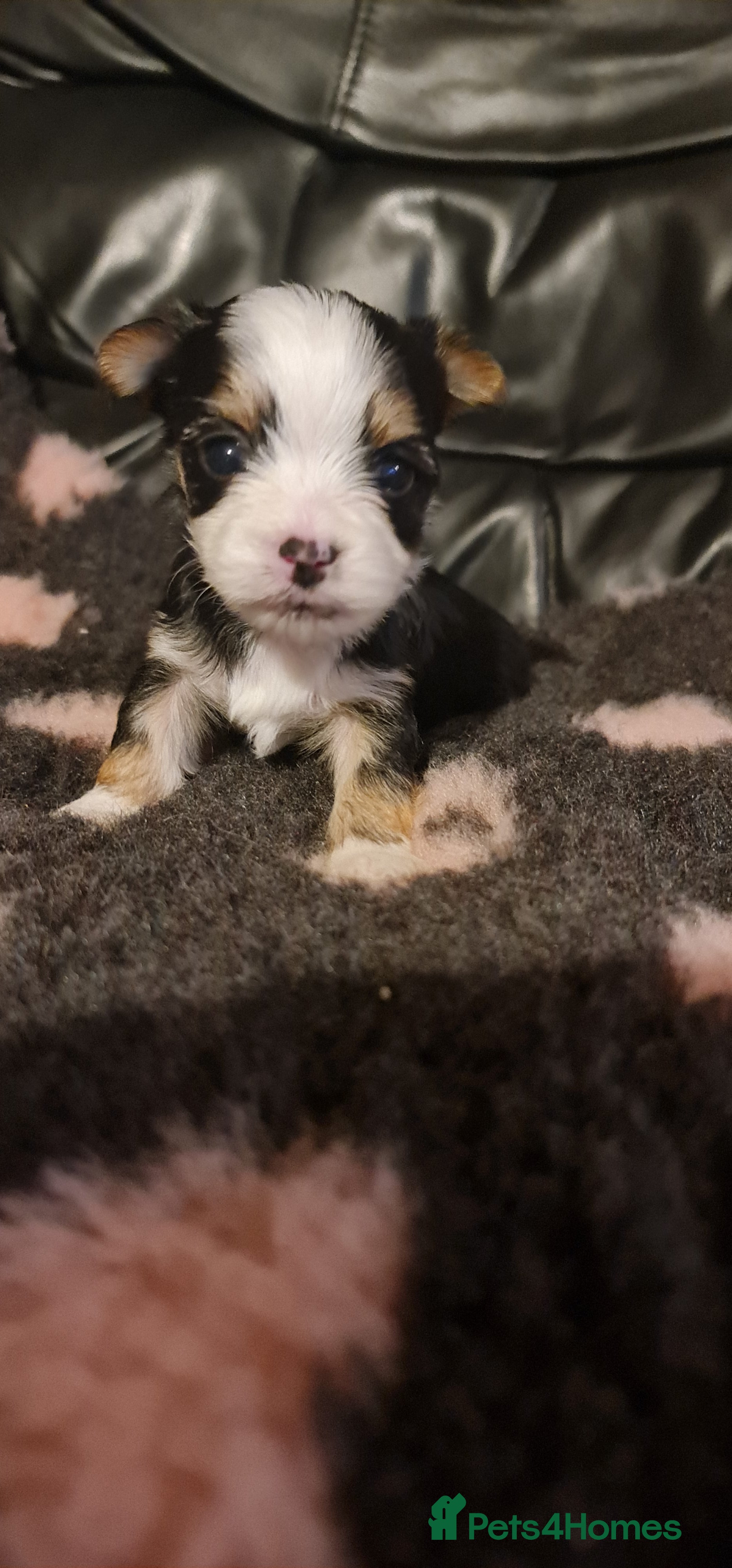 Chorkie dogs Outstanding Chihuahua x Yorkshire Terrier puppies  - Advert 5