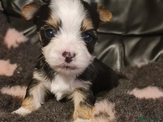 Chorkie dogs Outstanding Chihuahua x Yorkshire Terrier puppies - Advert 5