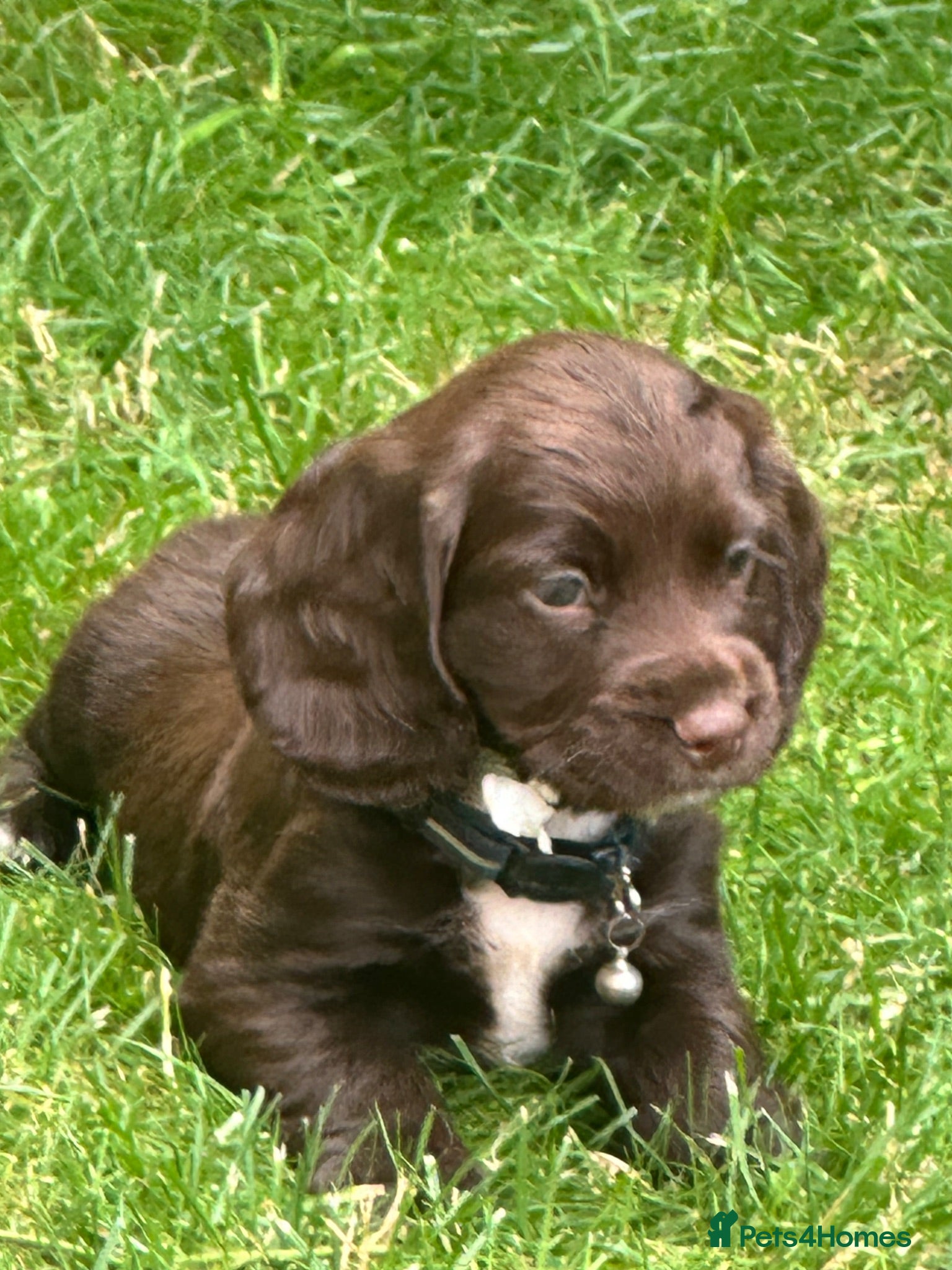 Cocker Spaniel dogs Fully Health tested kc registered working cocker  - Advert 6